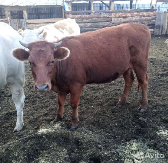 С. Х. Животные