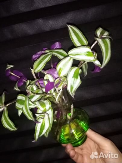 Традесканция зебрина