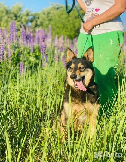 Собака в добрые руки отдам бесплатно