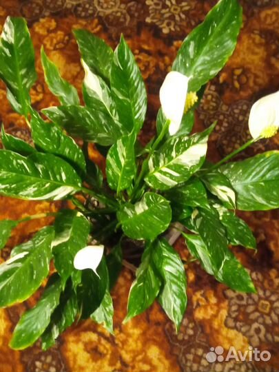 Спатифиллум (сорт Джемини)