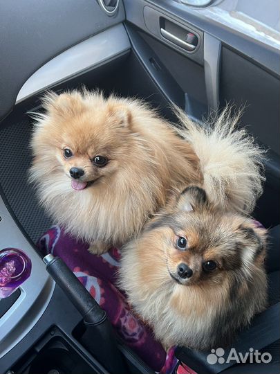 Шпиц кобель вязка