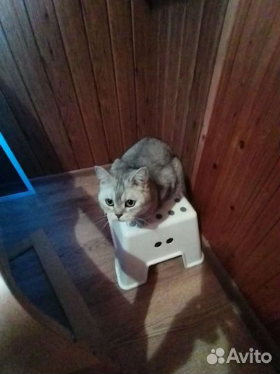 Британская кошка