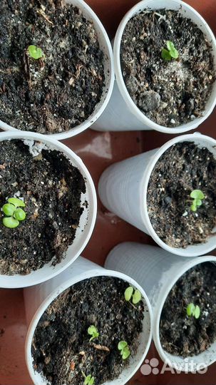 Колеус фауст