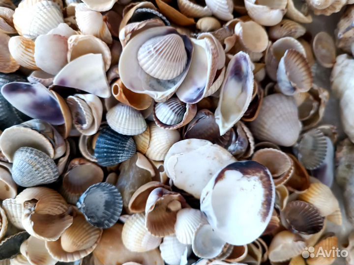 Морские ракушки.Набор для аквариума, творчества