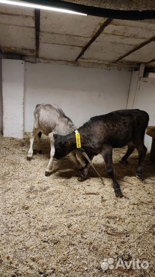 Бычки и телочки швиц