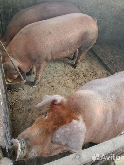 Свиньи дюрок