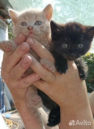 Котята в добрые руки