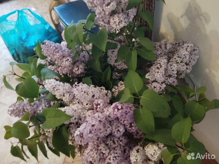 Светло фиолетовый сирень