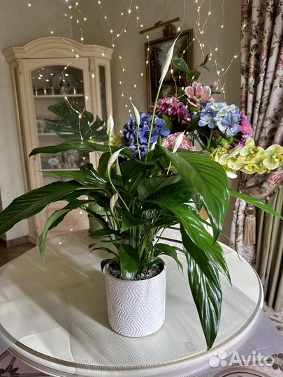 Спатифиллум