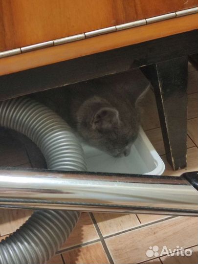 Кошка в дар