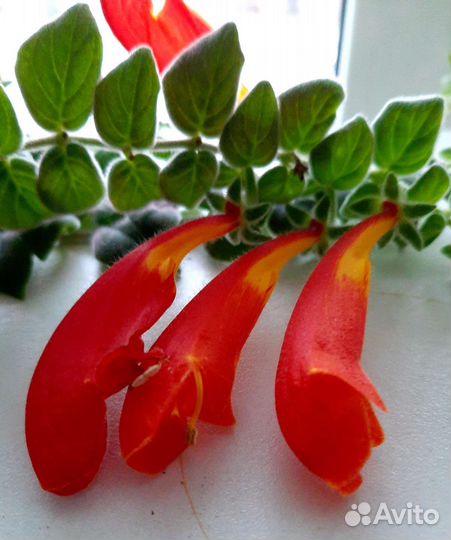 Колумнея и др