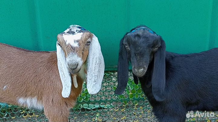 Козлята нубо камори 50%50%