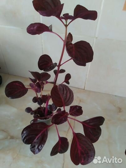 Альтернантера