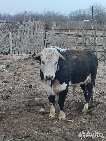 Быки на племя