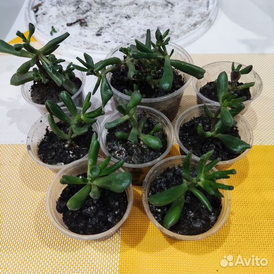 Красула хоббит