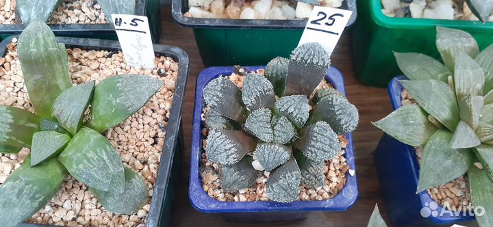 Haworthia – Хавортии коллекционные продаю