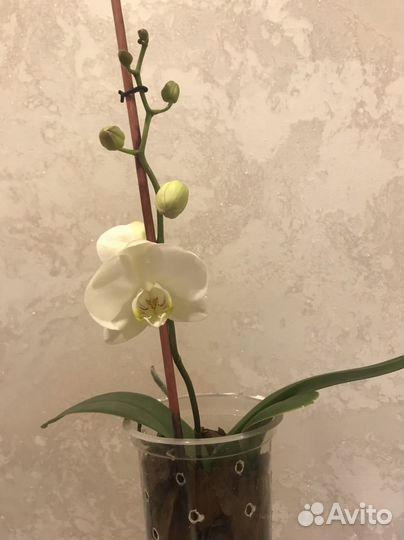 Орхидея