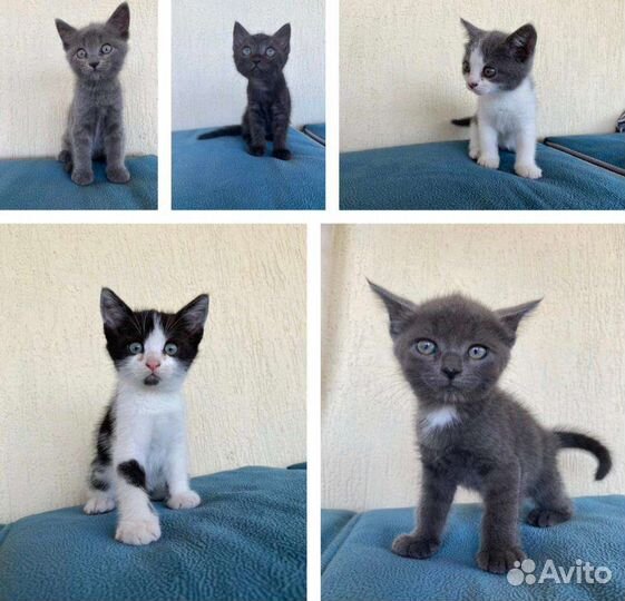 Котята в добрые руки