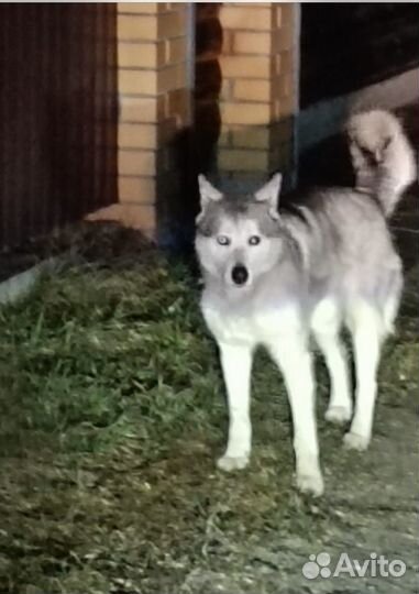 Собаки хаски