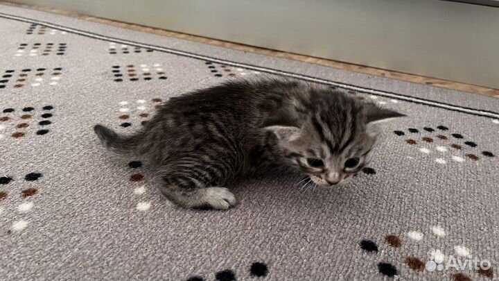 Котята