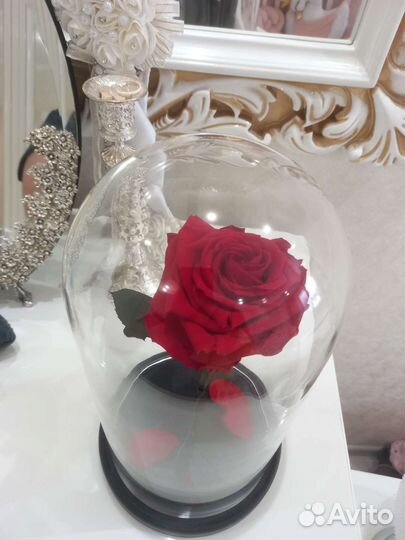 Живая роза в колбе