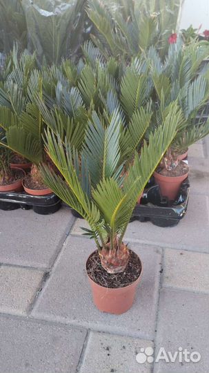 Цикас революта