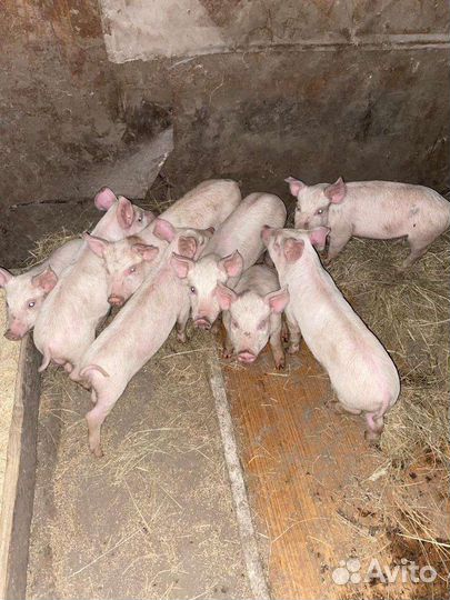 Продаются поросята