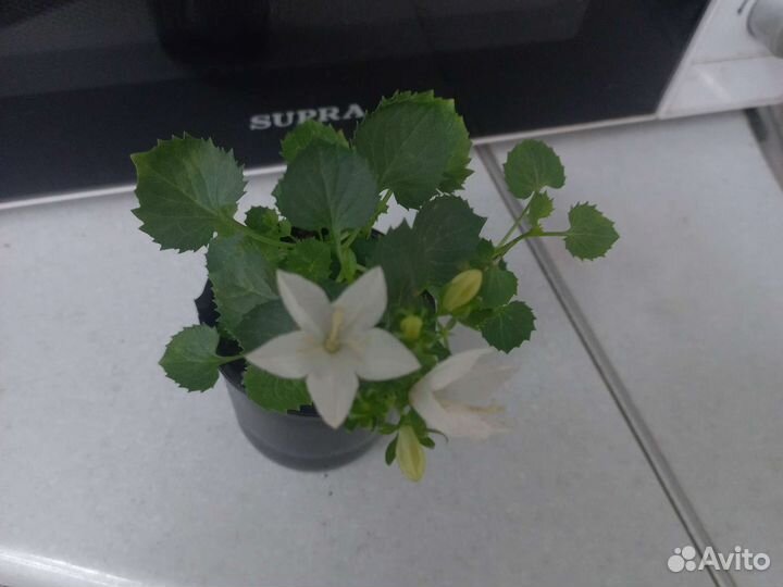 Кампанула невеста