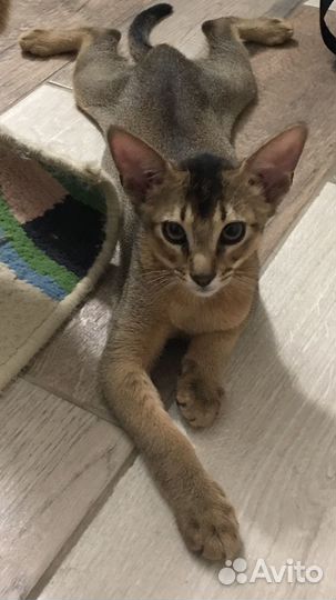 Аббисинский кот вязка
