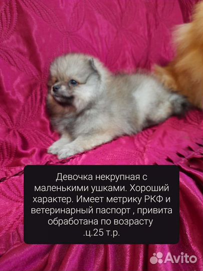 Щенки померанского шпица белые и кремовые