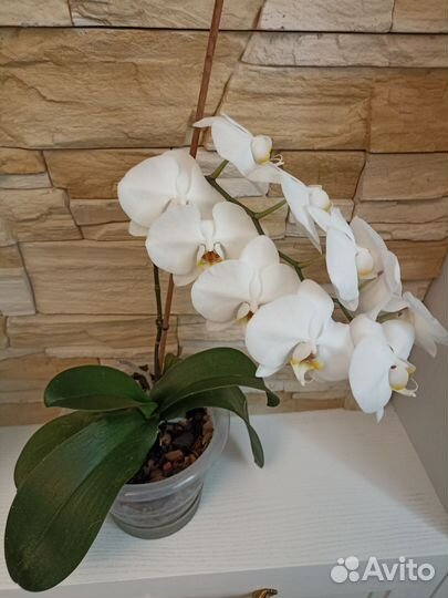 Орхидея