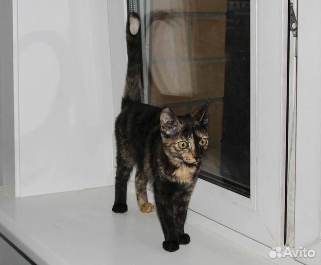 Арабика - экзотическая привитая девочка в дар