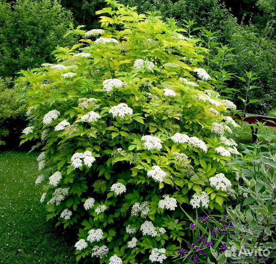 Бузина черная Грин Тауэр