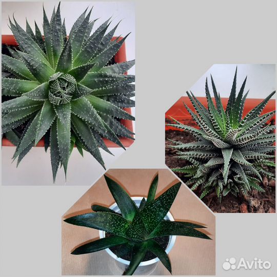 Суккуленты, хавортия