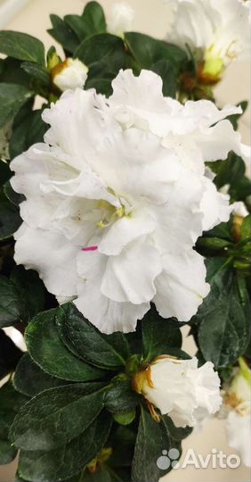 Азалия розовая и белая