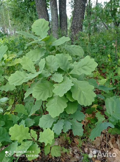 Дубы саженцы