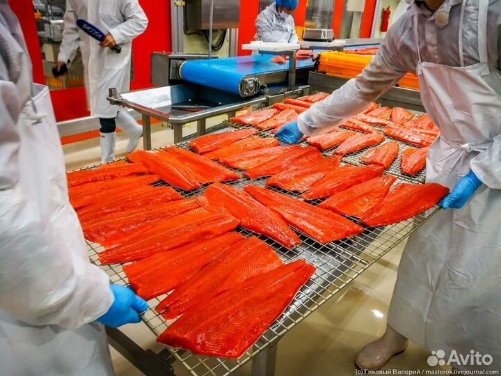 Вахта / Обработчик рыбы