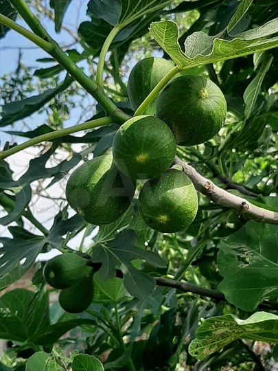 Участок 32 сот. (ИЖС)