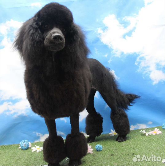 Стрижка кошек и собак. Зоосалон. Груминг