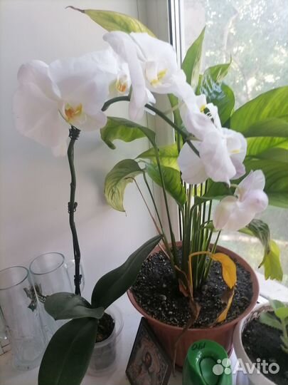 Орхидея