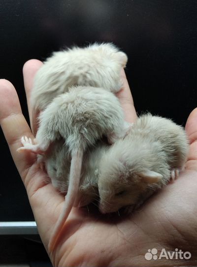 Крысята дамбо Фавн Лонг рекс