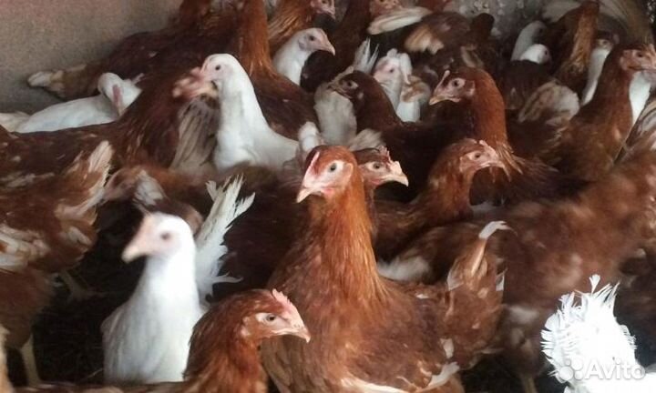 Куры молодые несушки в возрасте 3,5-5 мeсяцев