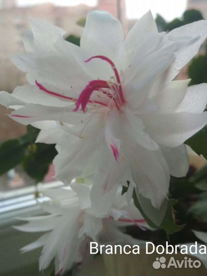 Декабрист шлюмбергера