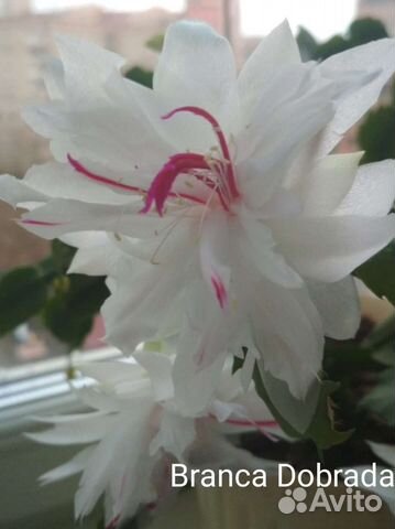 Декабрист шлюмбергера