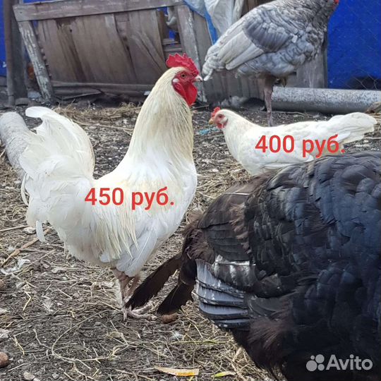 Петухи,утки