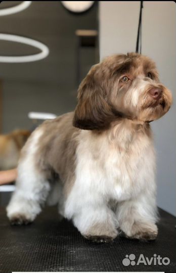 Гаванская болонка (хаванез) вязка