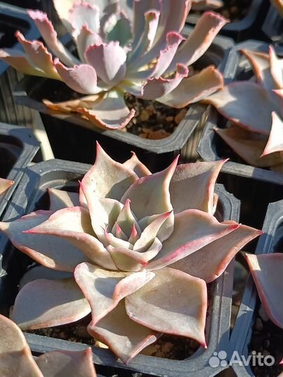 Редкие суккуленты