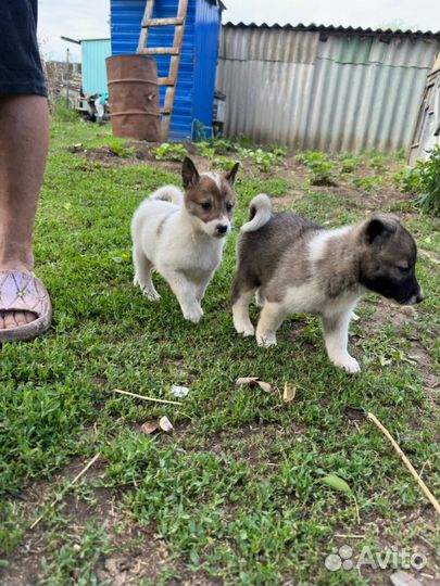 Щенки западно сибирской лайки