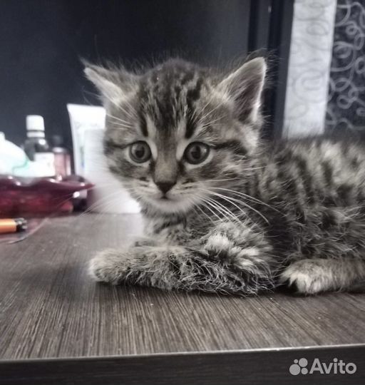 Котёнок