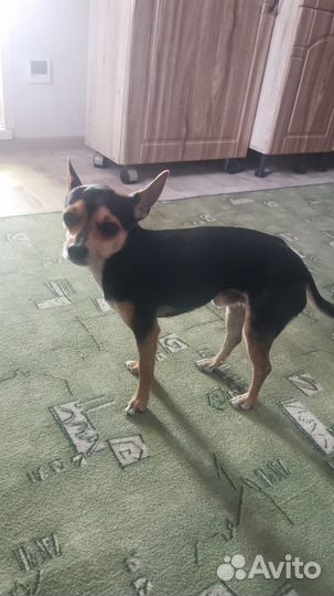 Мини той-терьер